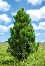 Load image into Gallery viewer, 6-7ft STANDARD TREE PICK UP ONLY