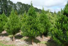 Load image into Gallery viewer, 6-7ft STANDARD TREE PICK UP ONLY